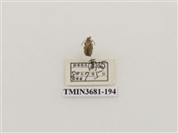 藏品(鞘翅目(1))的圖片